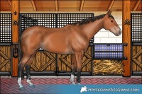 Horse Color:Bay Tobiano 
