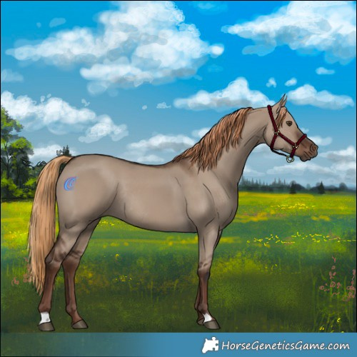 Horse Color:Liver Red Dun Rabicano