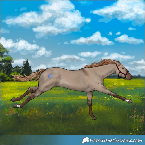 Horse Color:Liver Red Dun Rabicano 