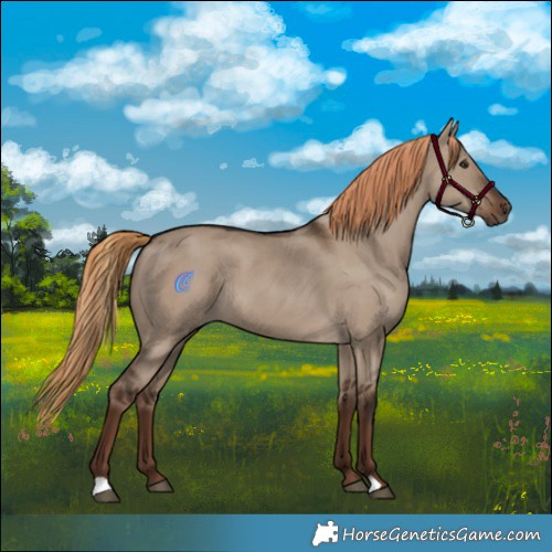 Horse Color:Liver Red Dun Rabicano 