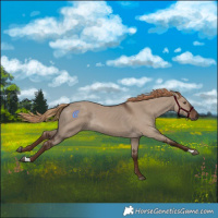 Horse Color:Liver Red Dun Rabicano 
