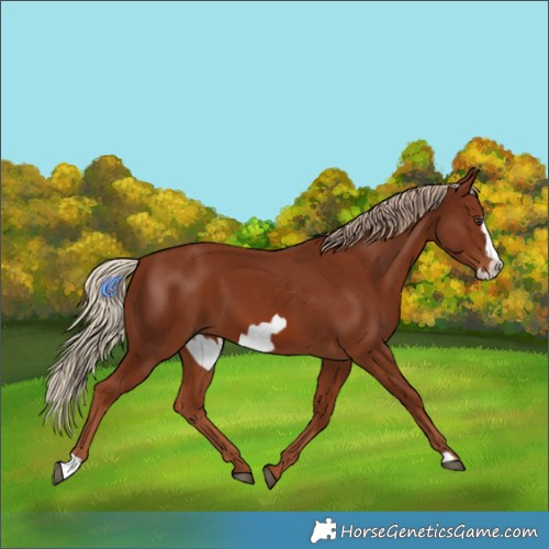 Horse Color:Chestnut Frame