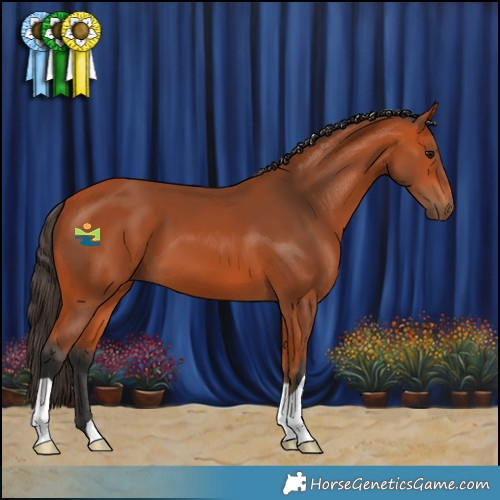 Horse Color:Bay 