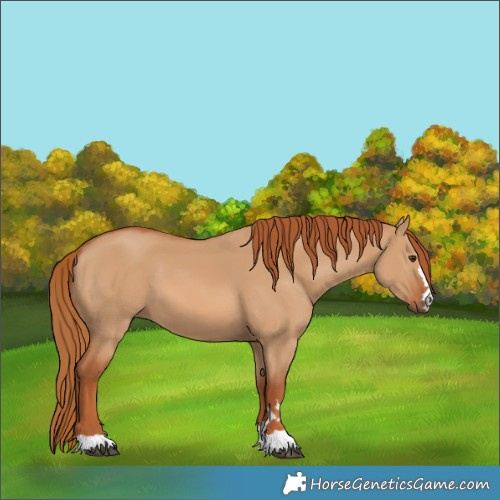Horse Color:Red Dun 