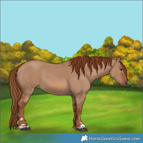 Horse Color:Red Dun 