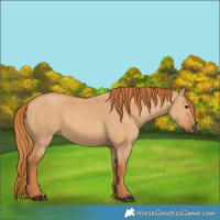 Horse Color:Red Dun