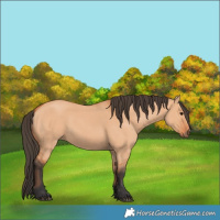 Horse Color:Bay Dun