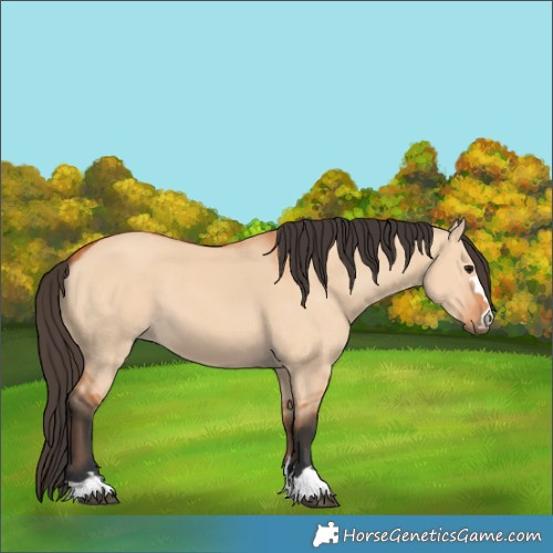 Horse Color:Bay Dun