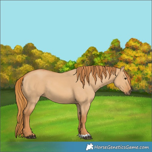 Horse Color:Red Dun