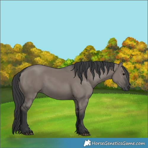 Horse Color:Grullo 