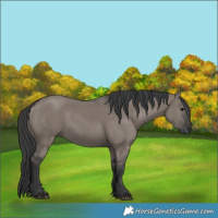 Horse Color:Grullo 