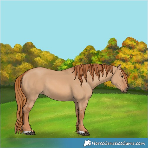Horse Color:Red Dun 