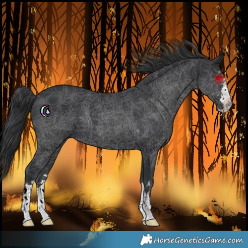 Horse Color:Black 