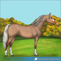 Horse Color:Silver Bay Dun 