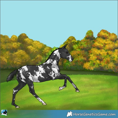 Horse Color:White Spotted Black 