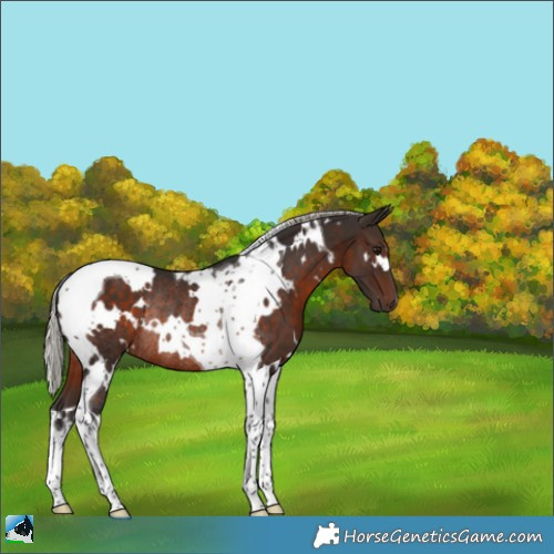 Horse Color:White Spotted Silver Brown Tobiano Rabicano 