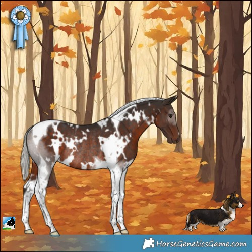 Horse Color:White Spotted Silver Brown Tobiano Rabicano