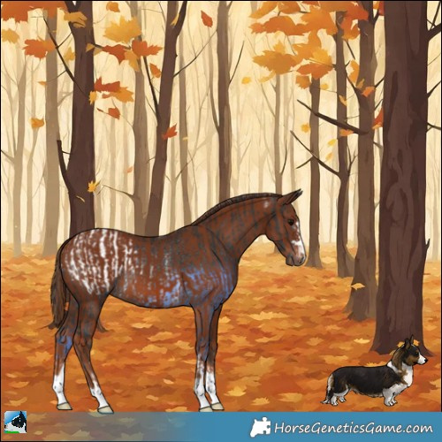 Horse Color:Black Blanket Rabicano  and Chestnut 