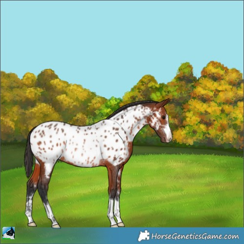 Horse Color:Bay Near Leopard Rabicano 