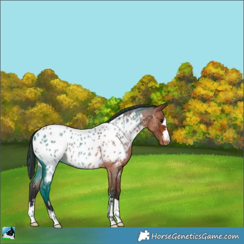Horse Color:Bay Roan Appaloosa Rabicano 