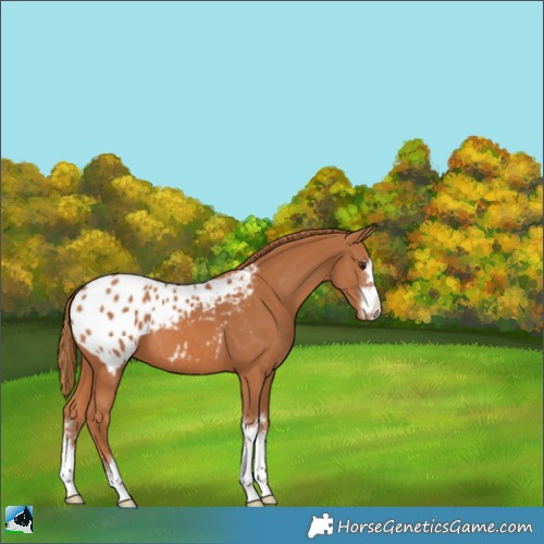 Horse Color:Chestnut Appaloosa 