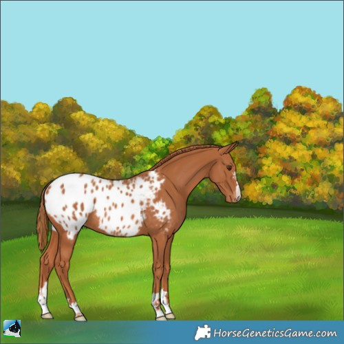 Horse Color:Chestnut Blanket Rabicano 
