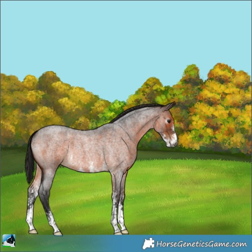 Horse Color:Gray Bay Roan Sabino Rabicano 
