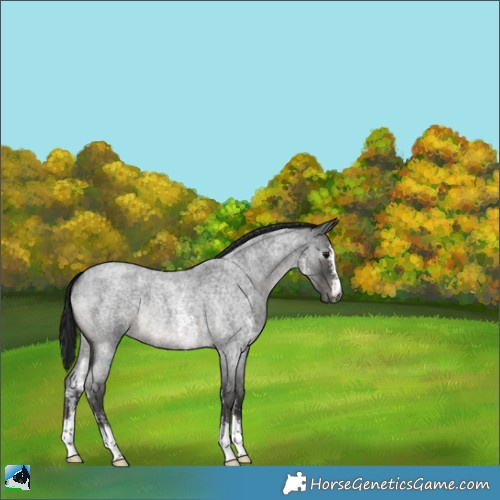 Horse Color:Gray Blue Roan Sabino Rabicano 