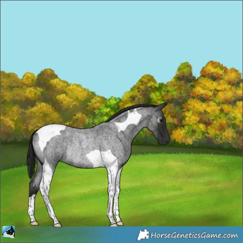 Horse Color:Gray Blue Roan Tobiano Rabicano 