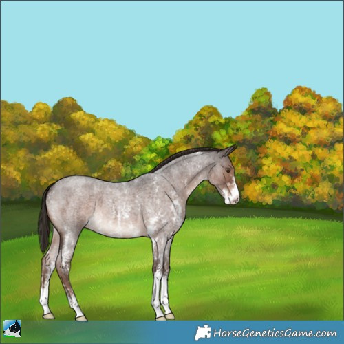 Horse Color:Liver Red Roan Sabino 