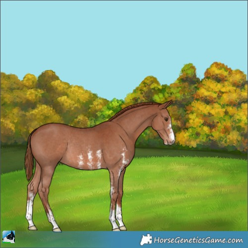 Horse Color:Chestnut Sabino Rabicano 