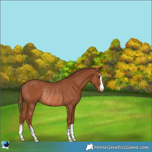 Horse Color:Chestnut Rabicano 