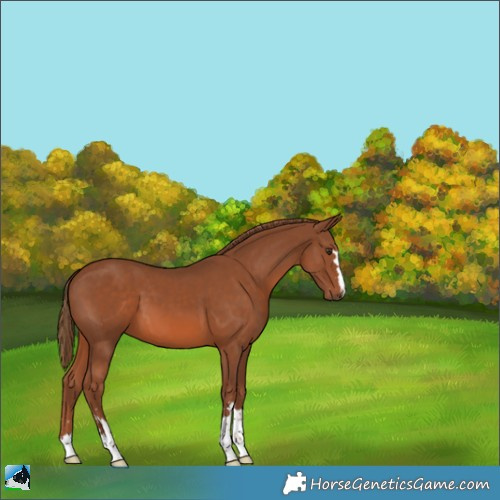 Horse Color:Chestnut 