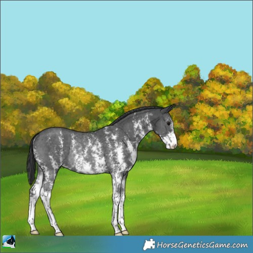 Horse Color:Black Sabino Rabicano 