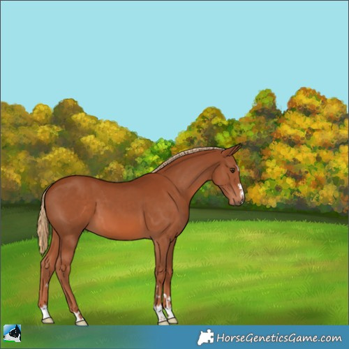 Horse Color:Chestnut 