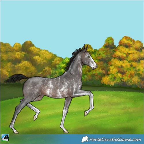 Horse Color:Gray Bay Sabino 