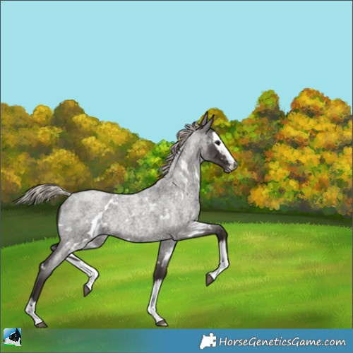 Horse Color:Gray White Spotted Silver Blue Roan Splash Rabicano 
