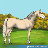 Horse Color:Palomino Dun Splash 