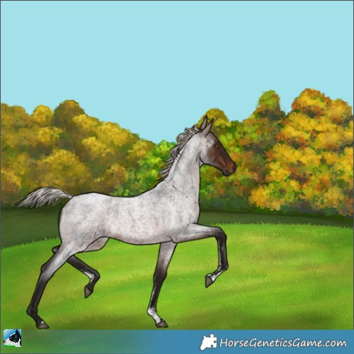 Horse Color:Gray Silver Bay Roan Sabino Rabicano 