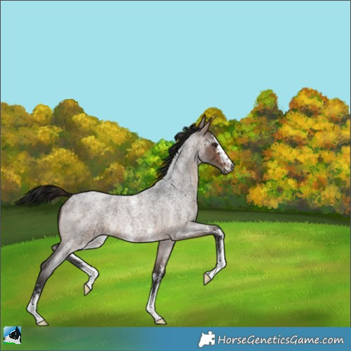 Horse Color:Gray Bay Roan Sabino Rabicano 