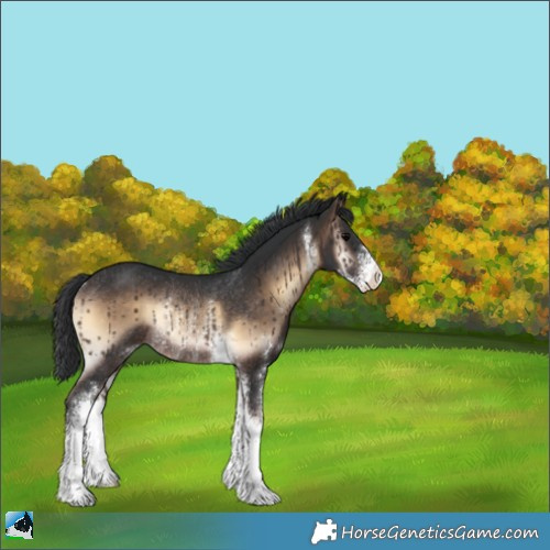 Horse Color:Brown Onyx Sabino Rabicano
