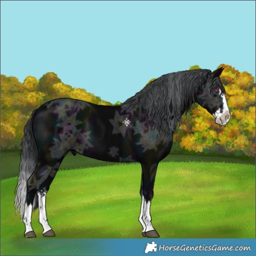 Horse Color:Midnight Black Chinchilla Ice Splash 