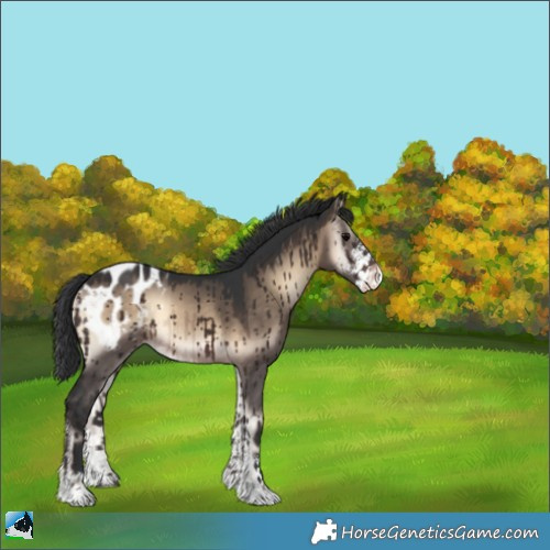 Horse Color:Brown Onyx Sabino Blanket Rabicano Brindle 