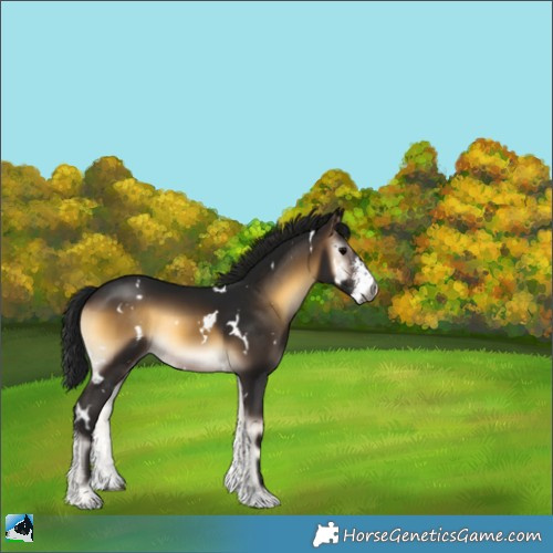 Horse Color:Gray White Spotted Brown Onyx Sabino Rabicano 
