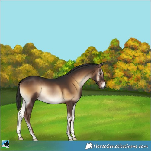 Horse Color:Gray Liver Red Onyx Rabicano 