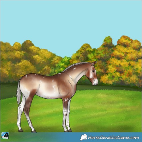 Horse Color:White Spotted Silver Bay Onyx Sabino Rabicano 
