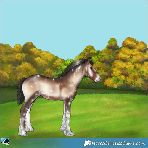 Horse Color:White Spotted Liver Red Onyx Sabino Rabicano 