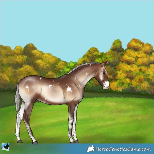 Horse Color:White Spotted Silver Bay Onyx Sabino Rabicano 