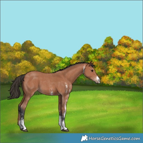 Horse Color:Bay Sabino 
