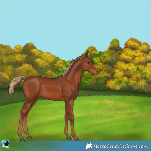 Horse Color:White Spotted Chestnut 